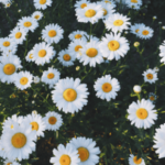 5120x1440p 329 daisies backgrounds