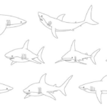 Outline:3kwoacfblso= Shark