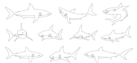 Outline:3kwoacfblso= Shark