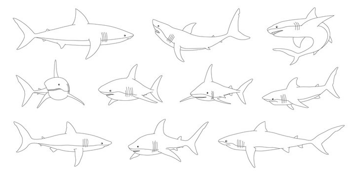 Outline:3kwoacfblso= Shark