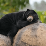 Cute:0gzkw3ifafa= Sun Bear