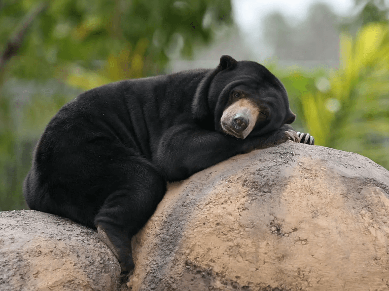 Cute:0gzkw3ifafa= Sun Bear