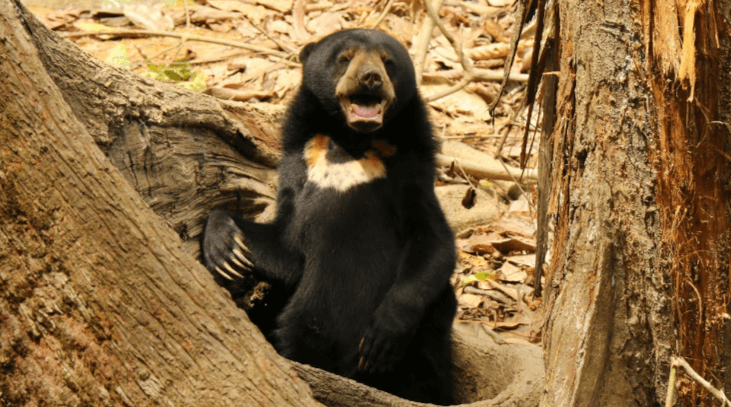 Cute:0gzkw3ifafa= Sun Bear